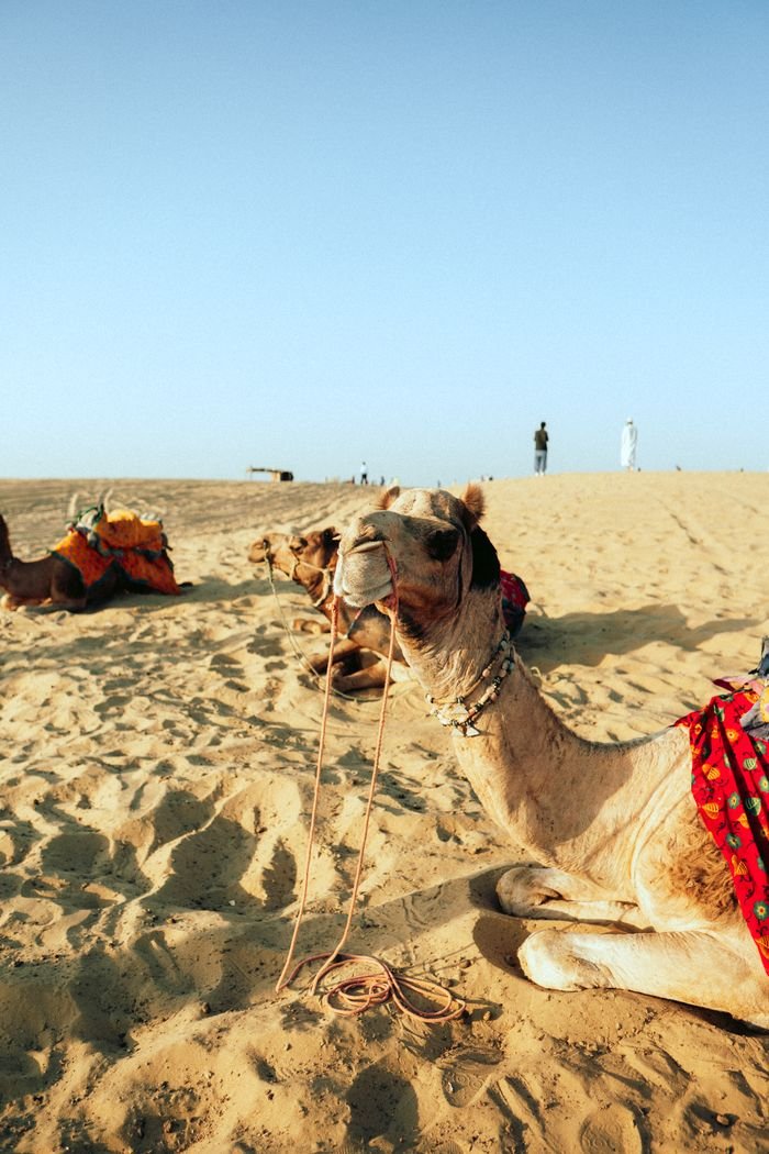 Camels resting on sunlit desert sands, colorful saddles, clear sky.