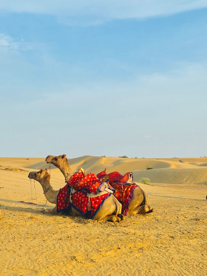 Two camels with colorful saddles relax on the Thar Desert dunes under a clear sky.