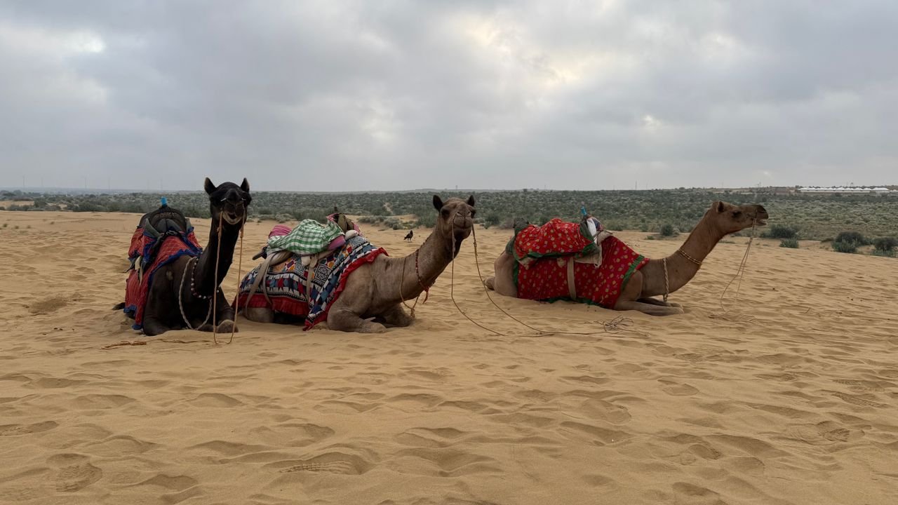 Three decorated camels resting in the Thar Desert near Kanoi, Rajasthan.