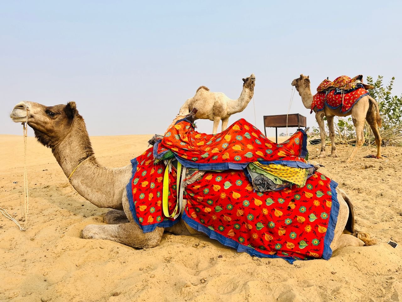 Camels adorned in vibrant blankets resting in the Jaisalmer desert.